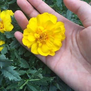 Meet your Posher, Alice